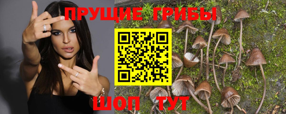 Псилоцибиновые грибы Cubensis  Псилоцибиновые грибы мицелий  Гулькевичи  Вход с VPN 